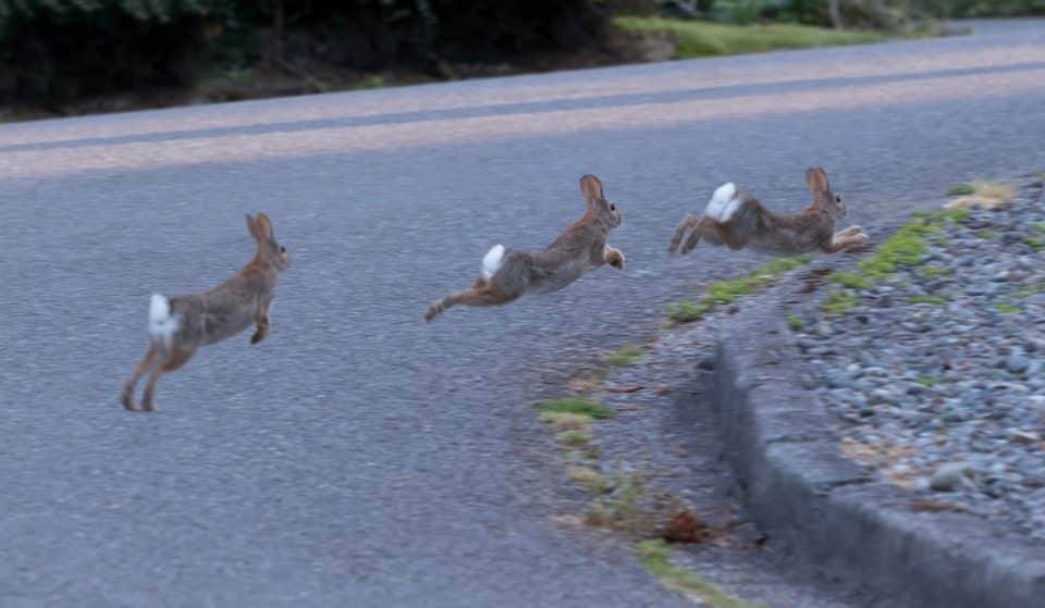 Hungry Rabbits Are Popping Up All Over Boston
