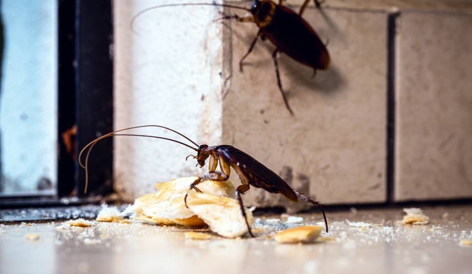 Boston Among The Top 25 Roach-Infested Cities In USA, Study Finds