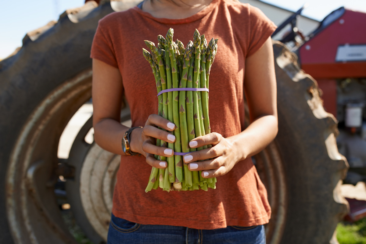 This Massachusetts Town Is The 'Asparagus Capital Of The World'