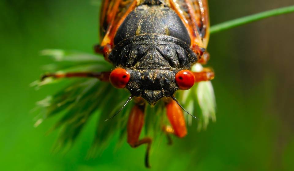 Spring’s Groundbreaking Trend Is 1 Billion Flying Bugs