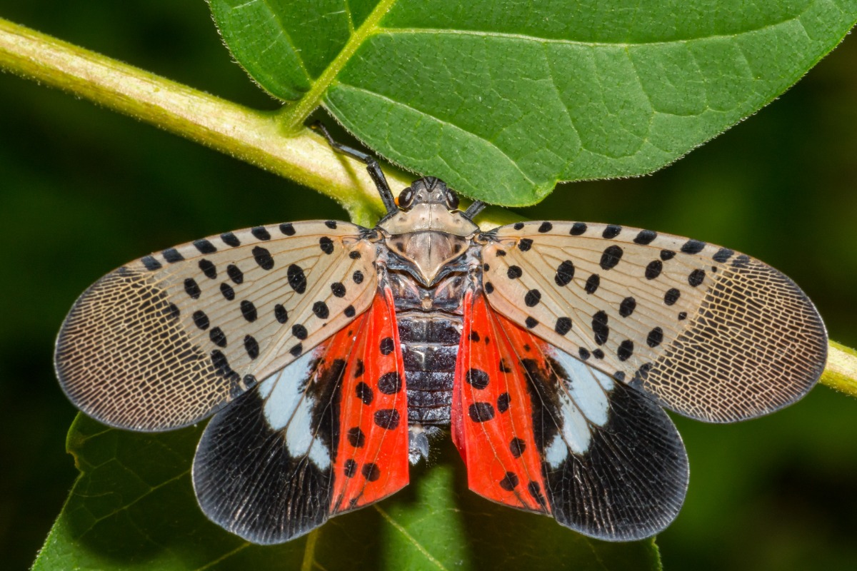 Massachusetts Insects Invasive Spotted Lanternfly Emerging In Massachusetts Again