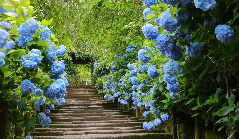 Explore Over 150 Varieties Of Hydrangea At This Blooming Garden 1 Hour From Boston