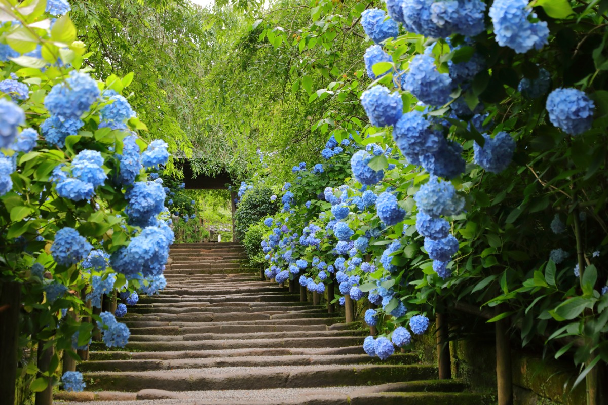 This 155 Variety Hydrangea Garden On Cape Cod Is In Full Bloom