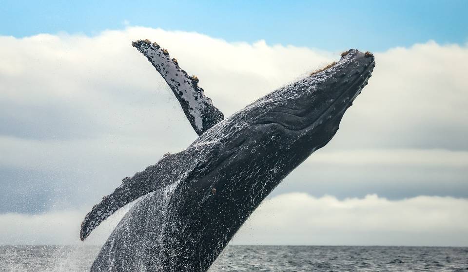 5 Magnificent Spots For Majestic Whale Watching In And Around Boston