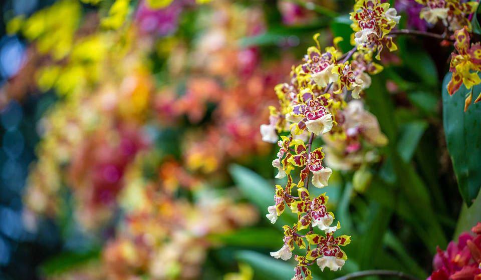 Over 2,000 Live Orchids Will Fill The Space At This Exhibit Under 1 Hour From Boston