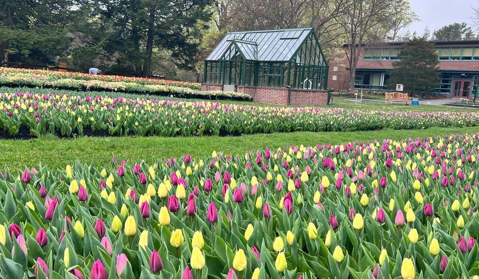 There&#8217;s A Magical 75,000 Count U-Pick Tulip Farm Under 30 Minutes From Boston