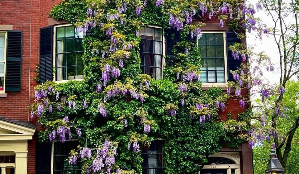6 Spots To See Wisteria Blooms In Boston