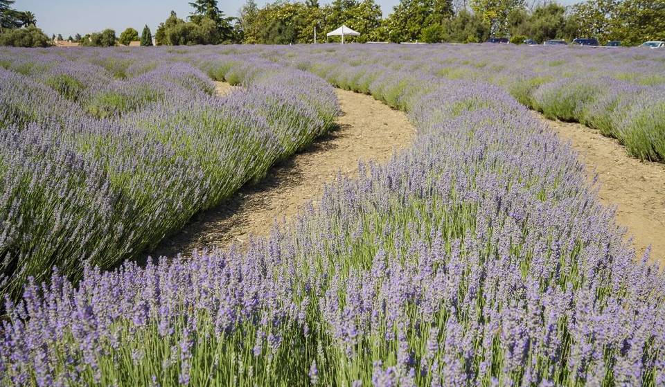 The Largest Lavender Farm In Massachusetts Is Under 90 Minutes From Boston