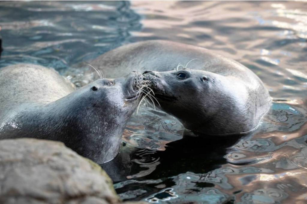 Harbor seals Amelia and Trumpet during a birthday training session on May 28.