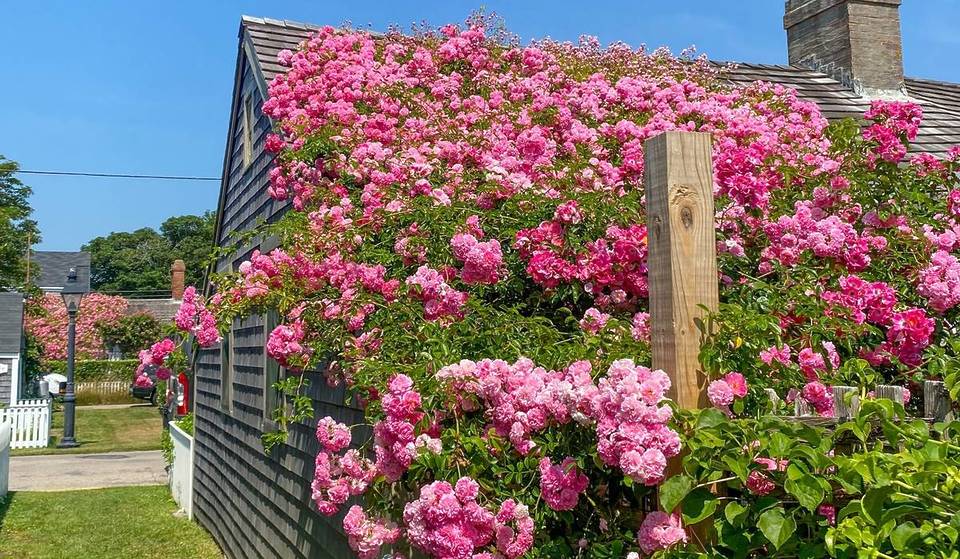 Nantucket&#8217;s Fairytale Rose-Covered Cottages Will Soon Reach Peak Bloom