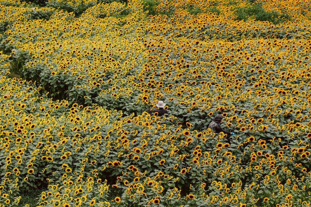field of thousands of sunflowers in bloom