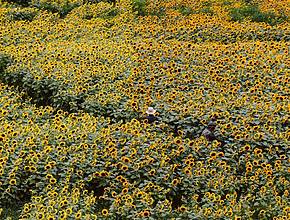 This Massive PYO Sunflower Spectacular Returns This Weekend With 100,000+ Blooms—And It&#8217;s The Closest Field To Boston