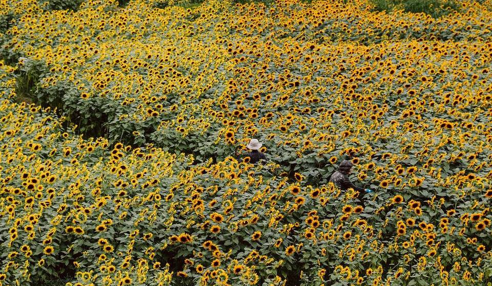 This Massive PYO Sunflower Spectacular Returns This Weekend With 100,000+ Blooms—And It’s The Closest Field To Boston
