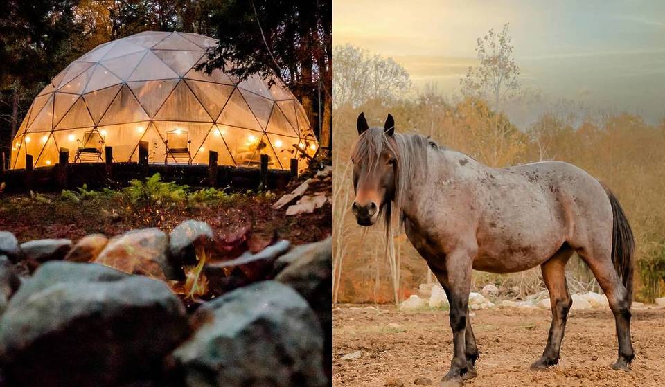 Go Glamping With Mustangs From $35pp At This 150-Acre Wild Mustang Sanctuary Just 90 Minutes From Boston