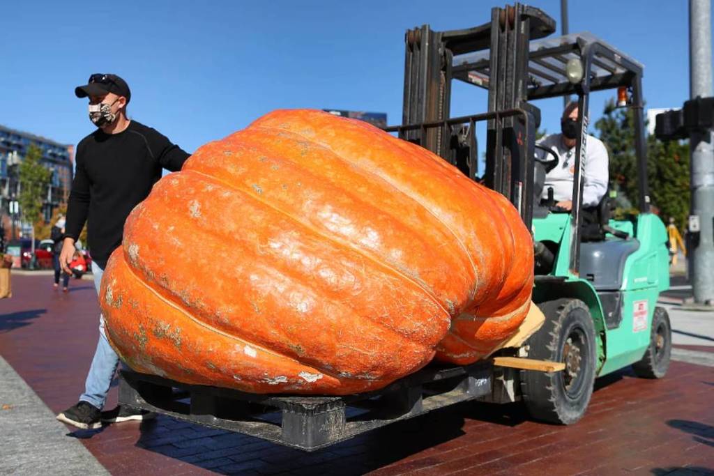 massive pumpkin