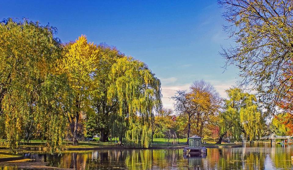 Century-Old Weeping Willow Tree To Be Removed From Boston Public Garden Due To Decay