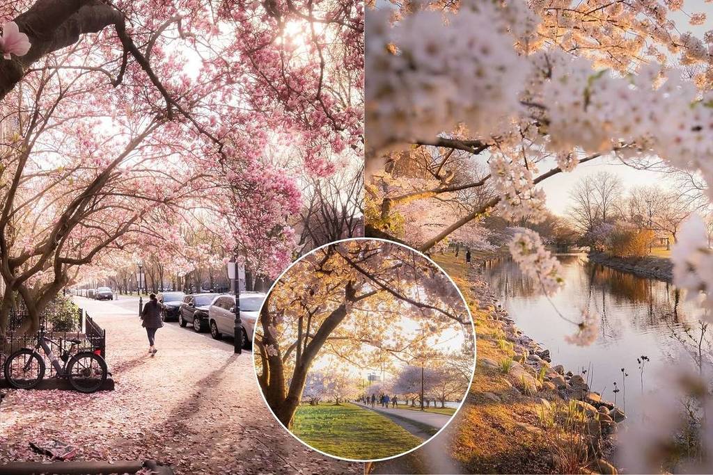 cherry blossoms boston