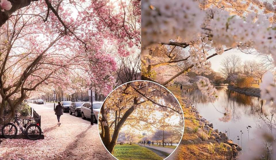 The ‘Pink Wave’ Is Coming To Boston Early: How A Warmer Spring Is Fast-Tracking The City’s Most Anticipated 2-Week Floral Display