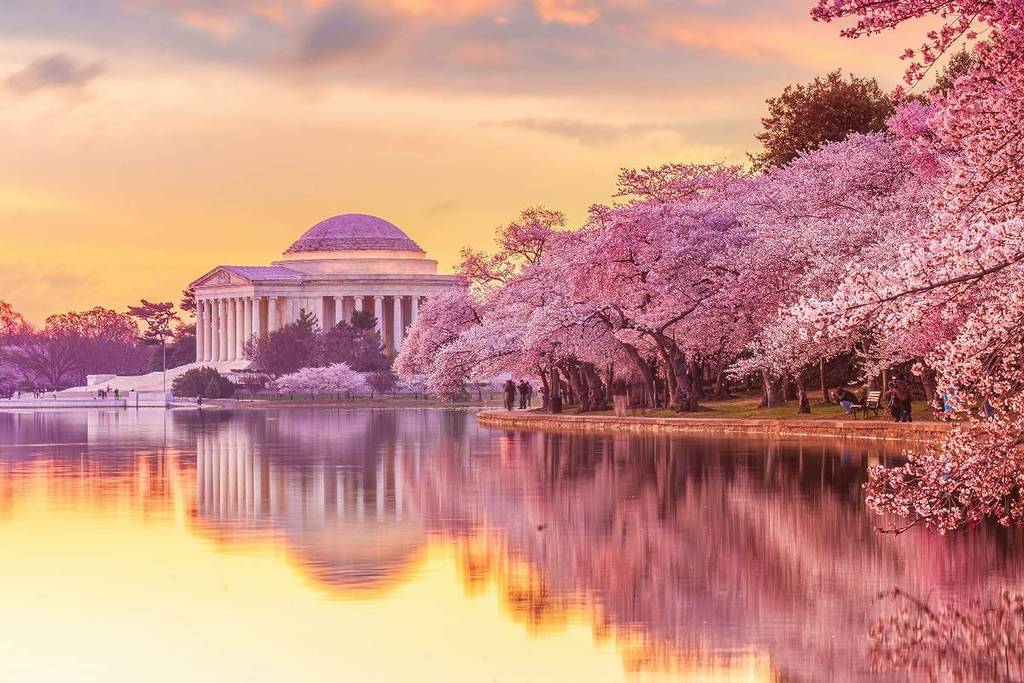 cherry trees washington dc