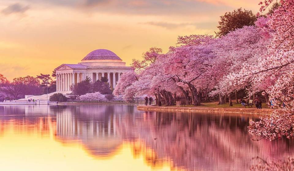 The Fastest Train In America Connects Boston With The Nation’s Most Prolific Urban Cherry Blossom Park—With Over 3,000 Towering Yoshino Trees