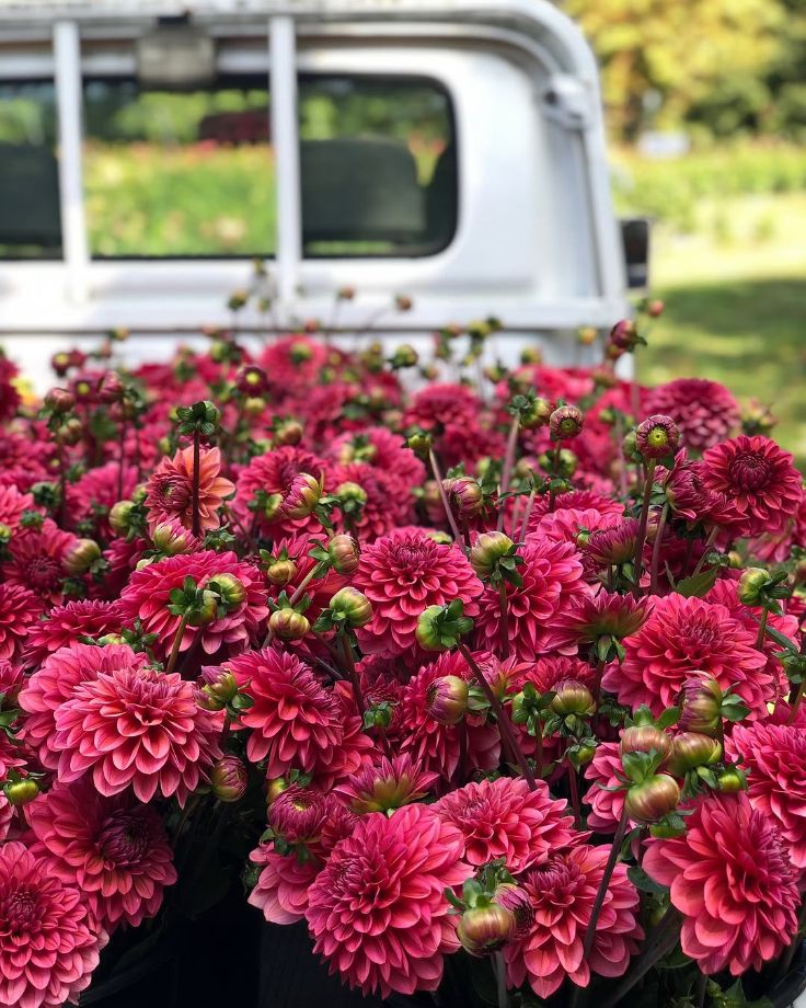 fuchsia dahlias
