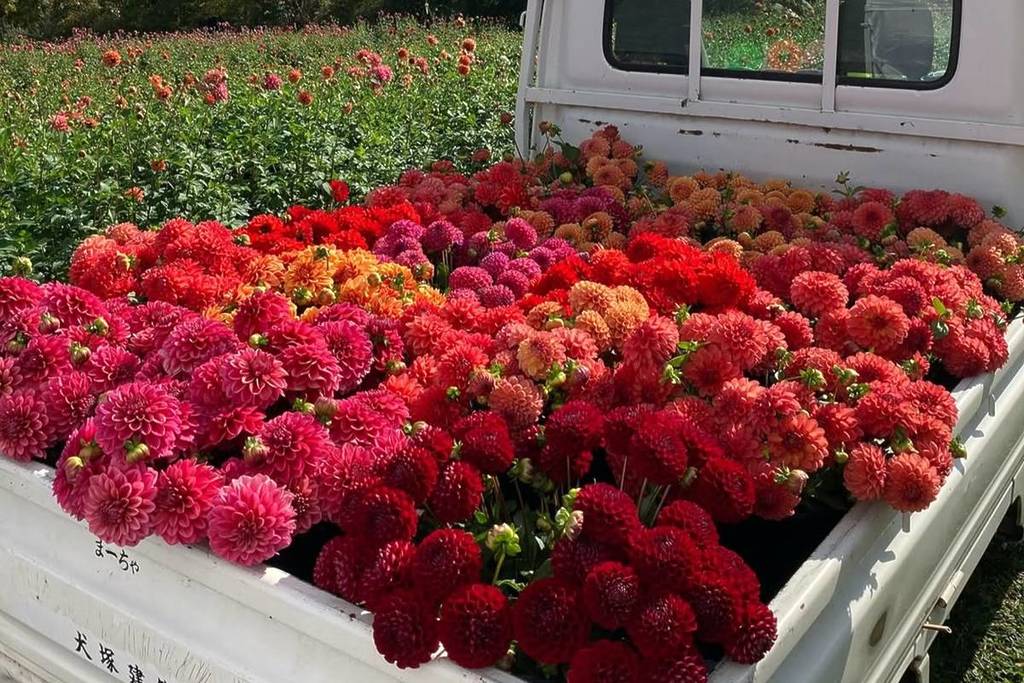 truck filled with rainbow dahlias