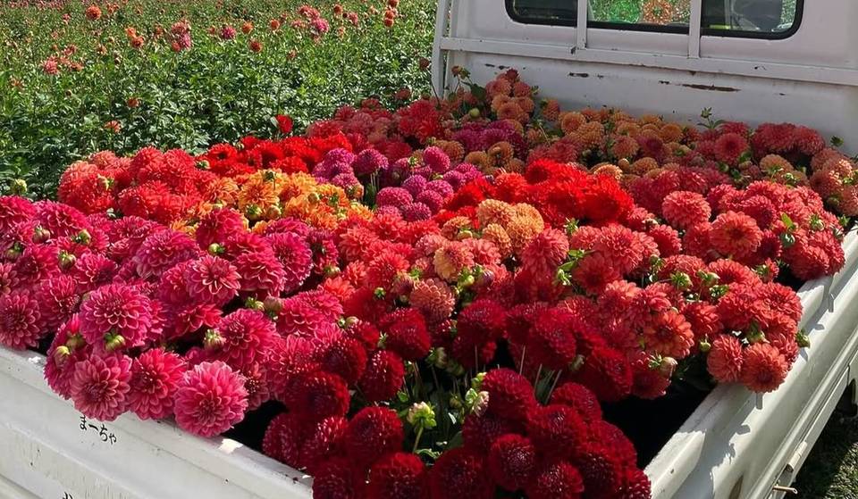 This Award-Winning 38-Acre Flower Farm 40 Minutes From Boston Features A U-Pick Field And Over 240 Varieties Of ‘Head-Sized’ Dahlias