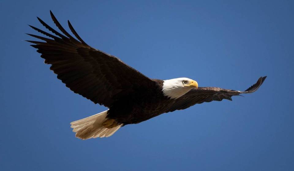 Bald Eagle Spotted In Boston: The State’s Largest Bird Of Prey’s Population Skyrockets Past 100 Territorial Pairs