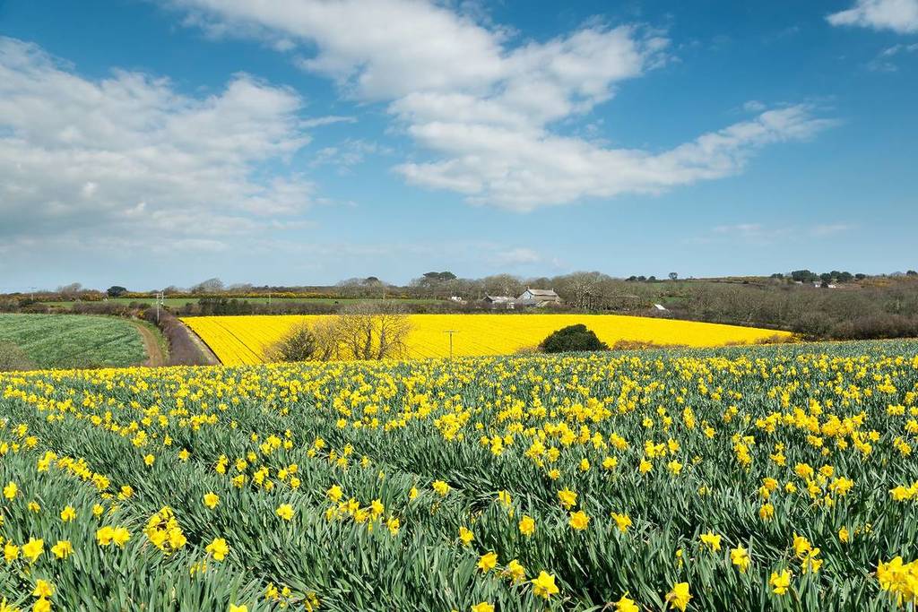 Fields of spring daffodils growing