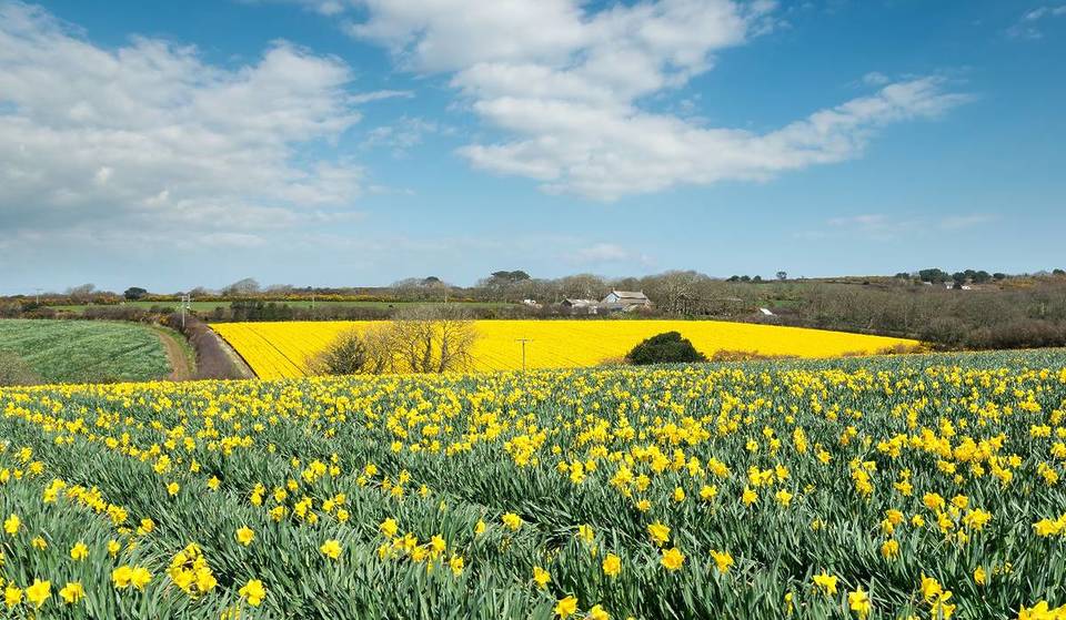 Over 1 Million Daffodils Will Turn This Massachusetts Town Into A ‘Field Of Sunshine’—Featuring 100 Antique Cars, A Dog Parade, And A Michelin-Key Escape