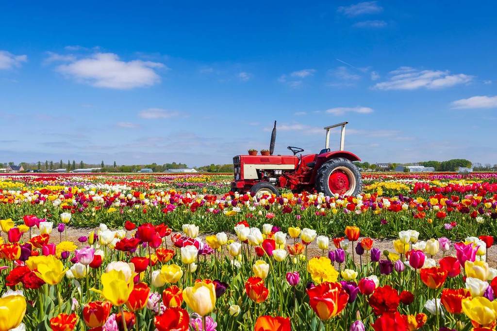 Field of tulips with old tractor