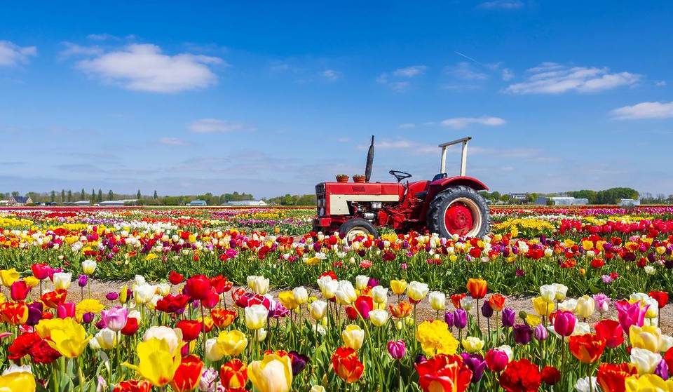 This Massachusetts Tulip Festival Ranked Among The ‘Top 10 In The Nation’—A U-Pick Tulip Mania With Over 120,000 Blooms