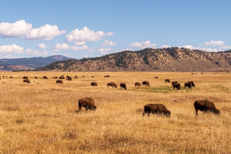  American Bison (Bison bison) graze on the prairie under a blue sky with scattered clouds, The landscape has a plateau with a blue sky and white clouds overhead