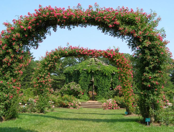Rose 'Dorothy Perkins' blooming on the arches at Elizabeth Park