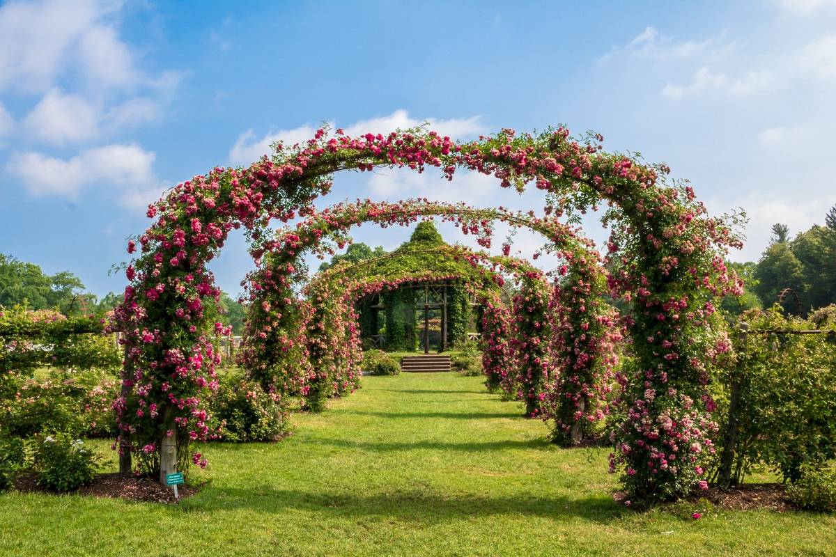 America's Oldest Rose Garden Is Only 90 Minutes From Boston—The 3rd ...
