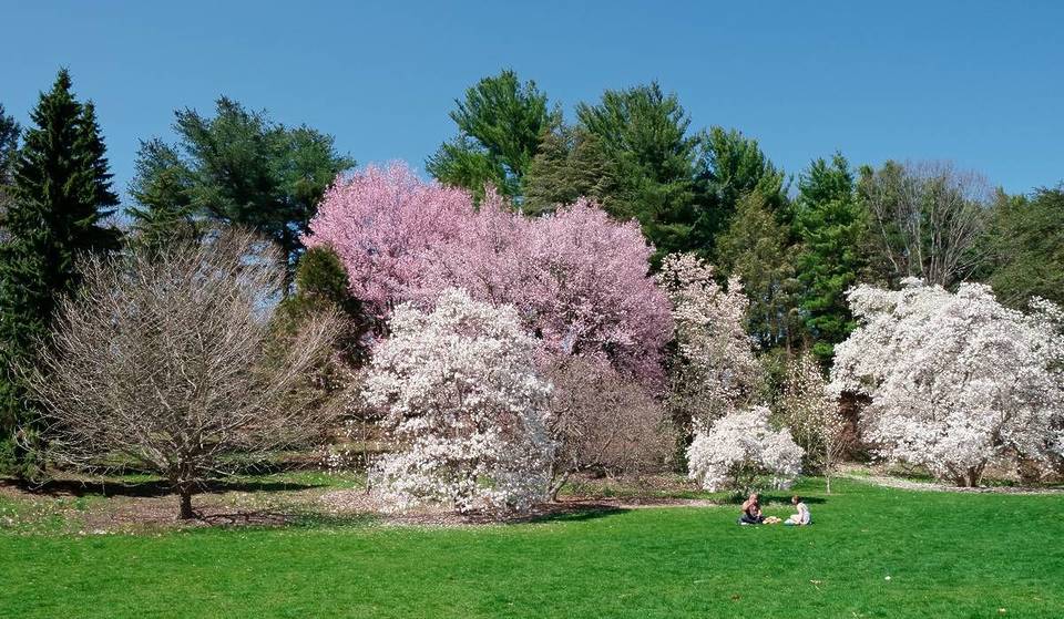 This 281-Acre ‘Museum of Trees’ Just 30 Minutes From Downtown Boston Is Home To Over 15,000 Plants — And Its Famous Cherry Blossoms Bloom In Just Weeks