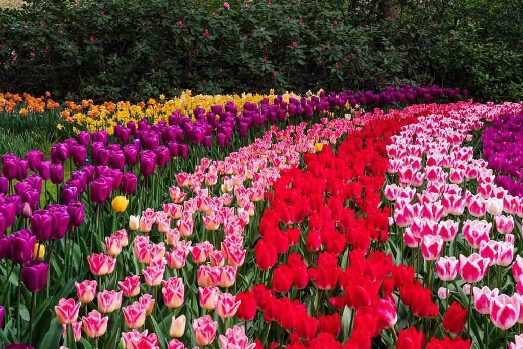 tulip fields