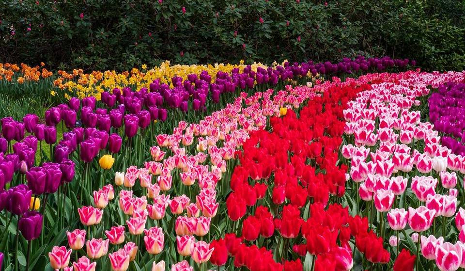 This Massachusetts Tulip Farm Is One Of The Largest In The Northeast—With Over 300,000 Tulips And Just A $10 Train Ride From Boston