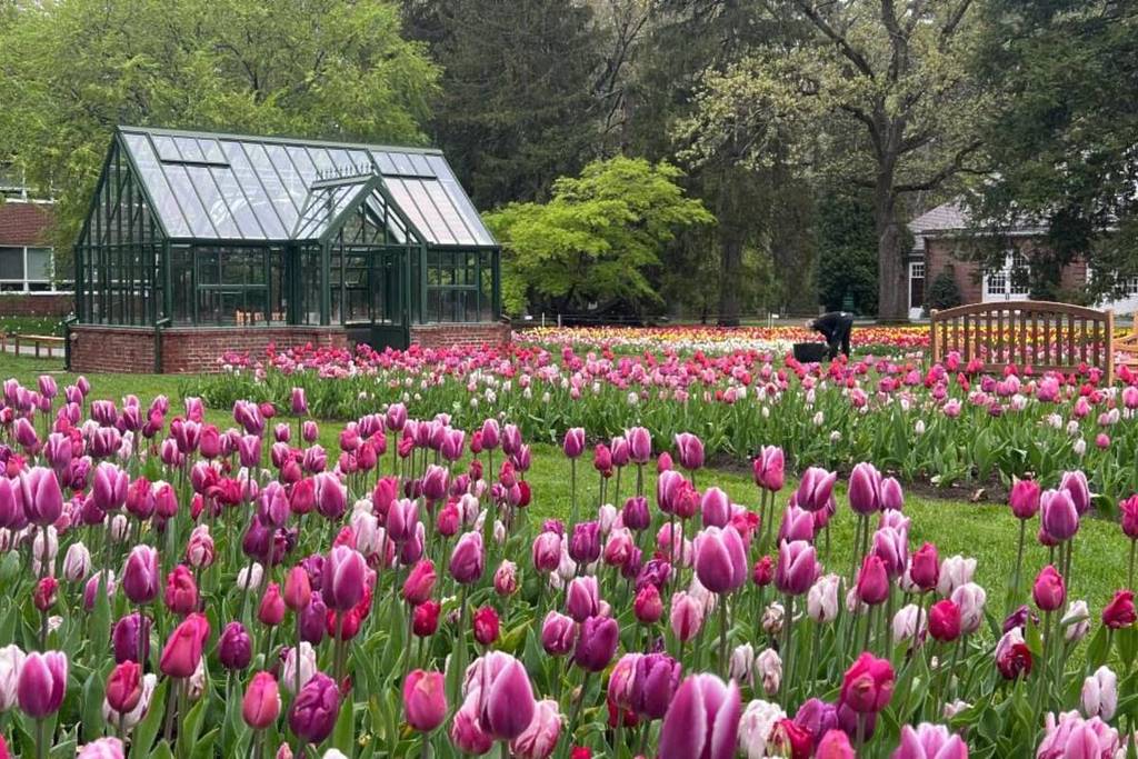 tulip field at the garden at elm bank