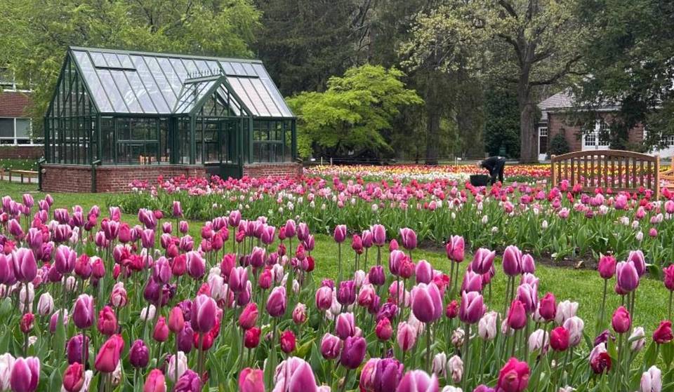 This $20 Pick-Your-Own Tulip Field Is Only 30 Minutes From Boston—With 80,000 Tulips On 36 Acres