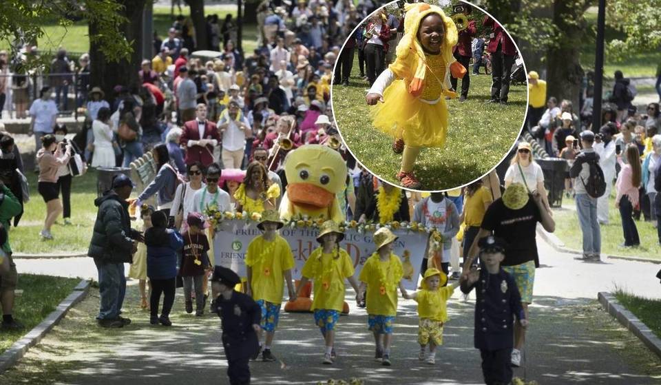 Boston’s ‘Most Adorable’ Tradition Returns In Under One Month—With Over 100 Human Ducks Decorating The Public Garden Yellow