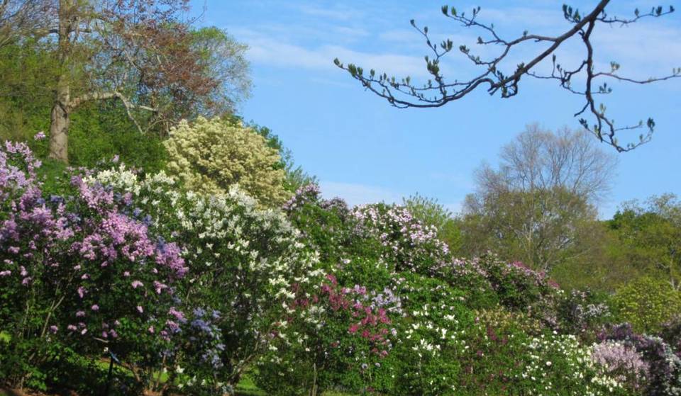 Over 400 Dazzling Lilacs Are About To Bloom At America’s Oldest Arboretum — And You Can Visit For Free