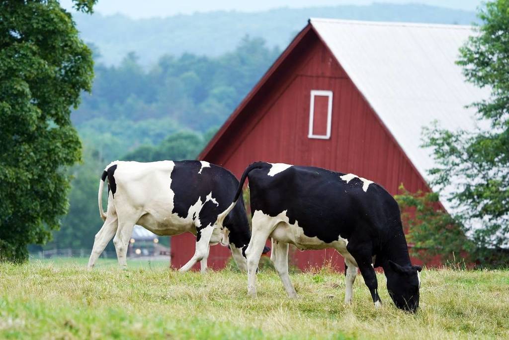 Cows graze in front of a red barn on a farm in the Vermont town of Stowe.