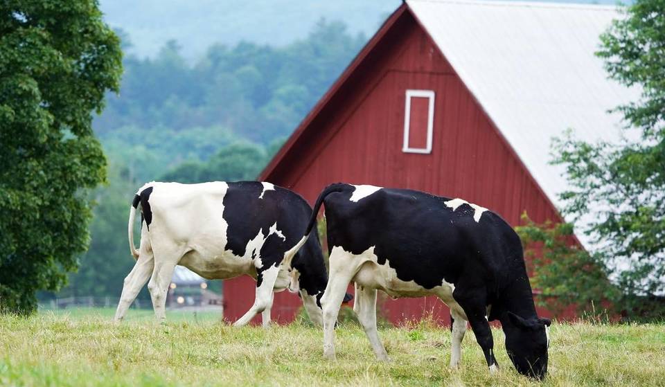 This New England cheese trail is a Michelin Guide recommendation &amp; Great American Road Trip—with 38 stops beginning just 30 minutes from Massachusetts