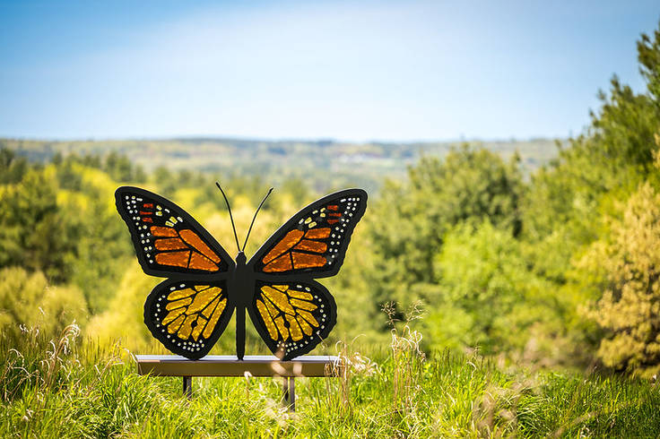 butterfly in garden