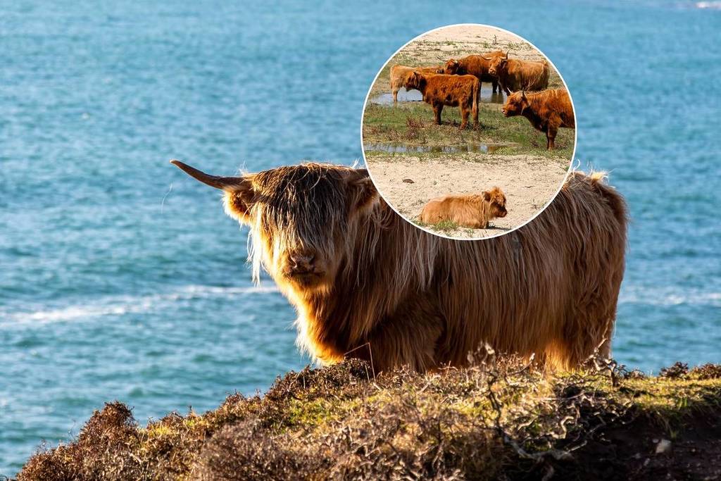 This Massachusetts island 80-miles south of Boston is known as ‘Cow Island’ with a rare herd of free-roaming Scottish Highland cattle