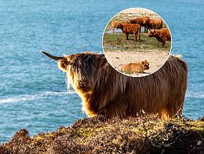 This Massachusetts island 80-miles south of Boston is known as ‘Cow Island’ with a rare herd of free-roaming Scottish Highland cattle