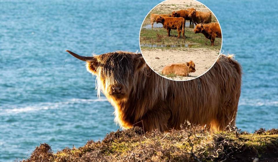 This Massachusetts island 80-miles south of Boston is known as ‘Cow Island’ with a rare herd of free-roaming Scottish Highland cattle