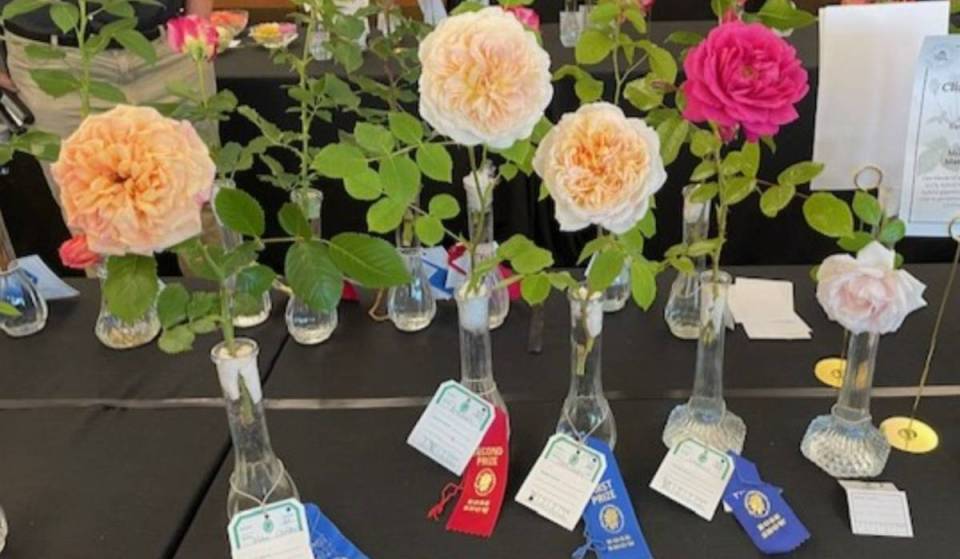 New England’s award-winning rose show arrives this weekend at this 36-acre garden 30 minutes from Boston