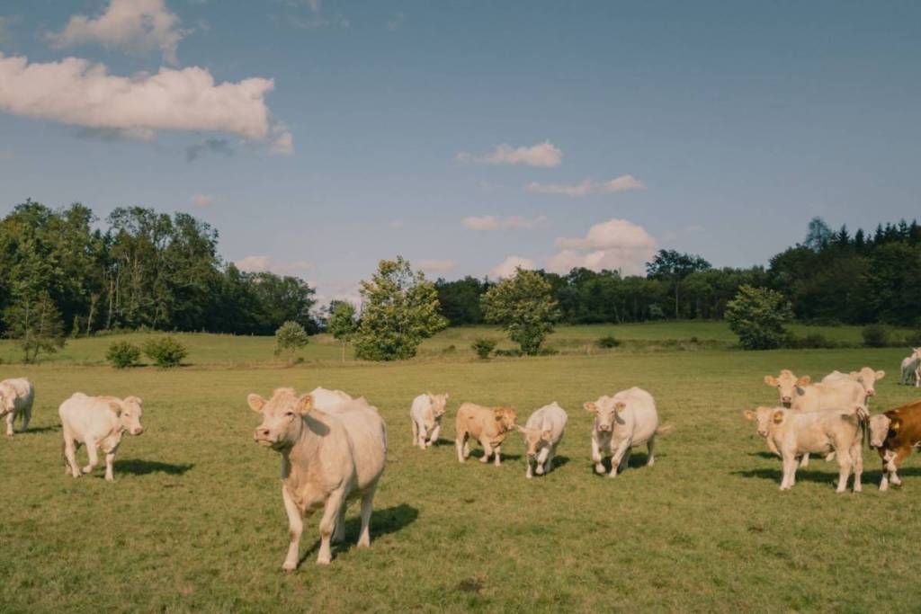A herd of cows grazing in a lush green field under a clear blue sky with scattered clouds.